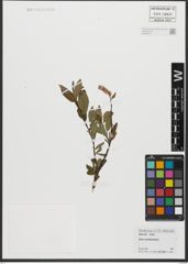 Foto von Salix waldsteiniana Willd.